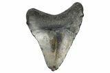 Juvenile Megalodon Tooth - South Carolina #170561-1